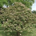 Clerodendron trichotomum P13 P17 P27